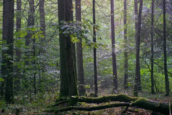 Misty sunrise morning in deciduous forest — Stock Photo, Image