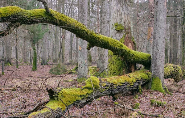 Deels geweigerde eiken boom in het voorjaar — Stockfoto