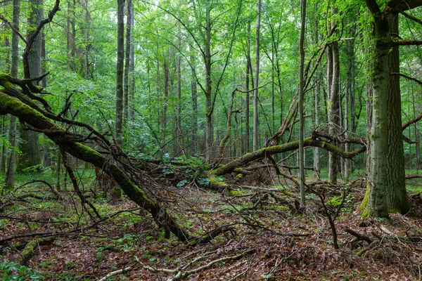 Dead oak branches lying moss wrapped — Stock Photo, Image