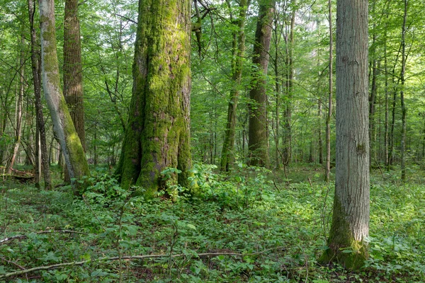 Bialowieza 숲의 자연 혼합된 스탠드 — 스톡 사진