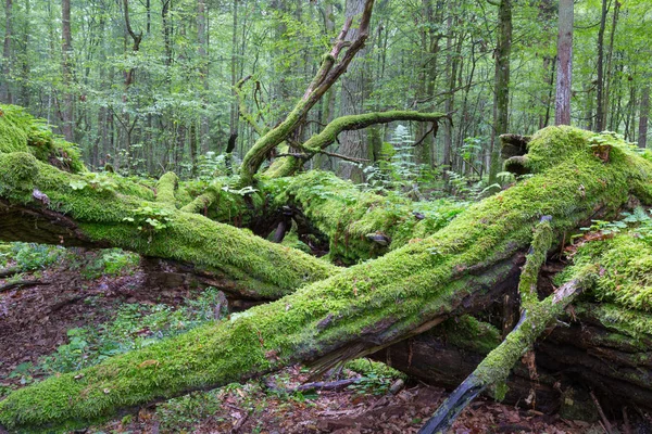 Dead oak lying moss wrapped — Stock Photo, Image