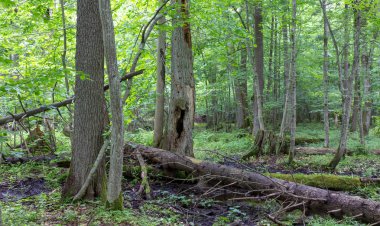 Eski ladin ağacı bahar ormanında yatarken kırık