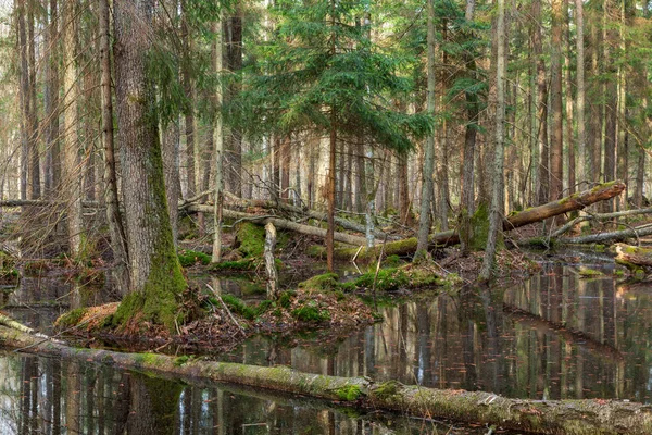 Lente NAT gemengd bos met stilstaand water — Stockfoto