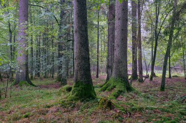 Hornbeams ve meşe ile Bialowieza Ormanı Yaprak döken standı