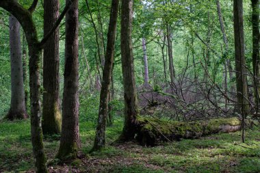 Hornbeams ve oaks yaprak döken standı