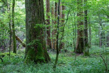 Asal standı eski ağaçlar