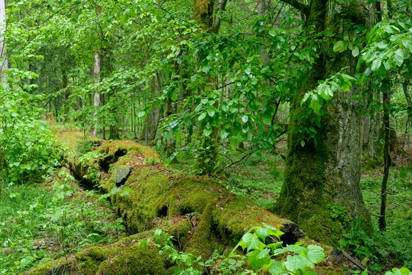 Starý přírodní opadavý stojan se starým hormským stromem — Stock fotografie