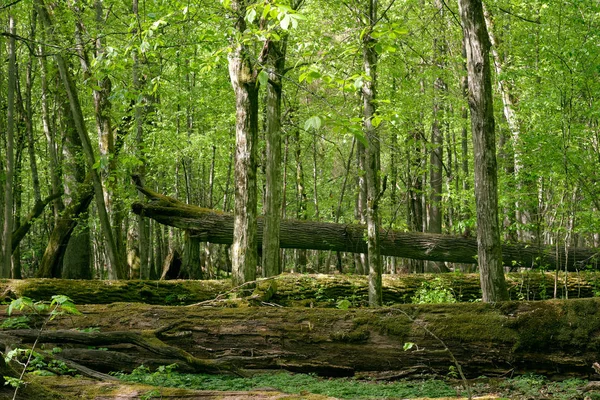 Staré přírodní opadavé stojany s duby — Stock fotografie