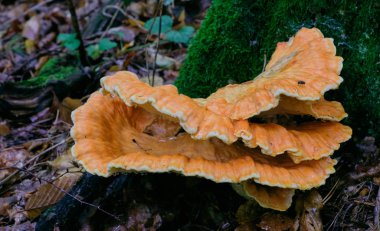 eski dev kükürt raf