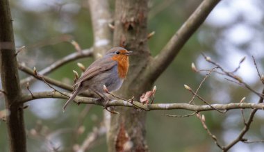 Avrupa robin (Erithacus rubecula) siting