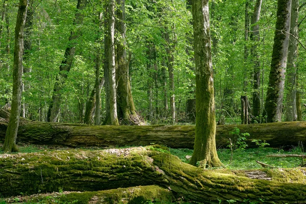 Gammalt naturligt lövfällande stativ med ekar — Stockfoto