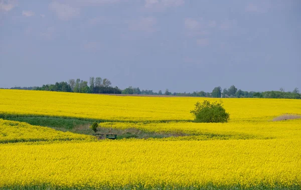 Żółte pole rzepaku z drzewami i krzewami — Zdjęcie stockowe