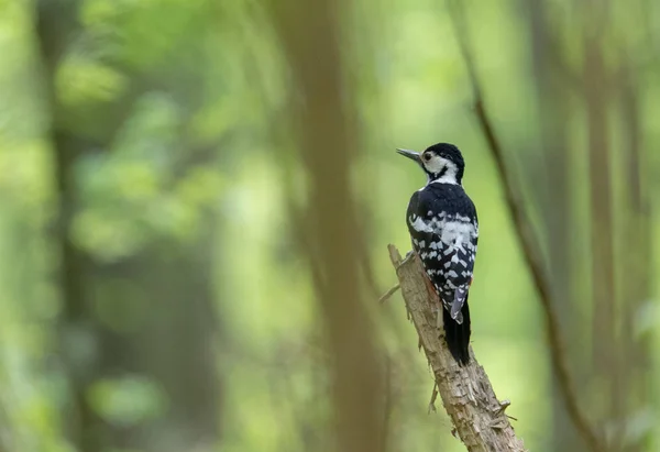 White-backed woodpecker (Dendrocopos leucotos) female — Stock Photo, Image