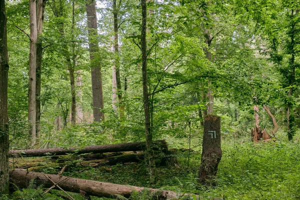 Tavaszi lombhullató ősi stand régi tört lucfenyő fával — Stock Fotó