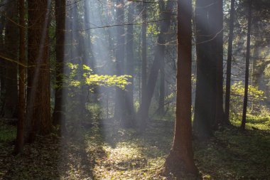 sunbeam zengin yaprak döken orman girme