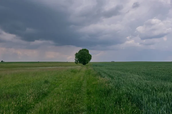 Prairies herbeuses et champ d'amd dans la région de Podlasie — Photo