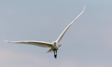 Uçan Akbalıkçıl (Ardea alba)