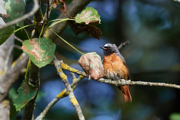 Phoenicurus Phoenicurus (gewone Roode) op tak — Stockfoto