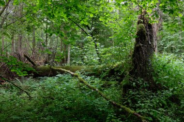 Kısmen kırık meşe reddetti