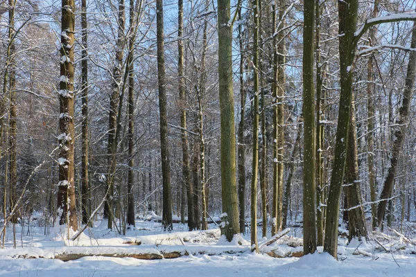 Bäume Schnee gewickelt Schneefall nach lizenzfreie Stockfotos