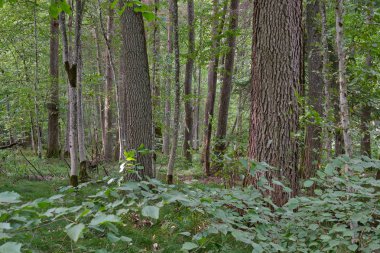 Yaprak döken ağaç standı yaz