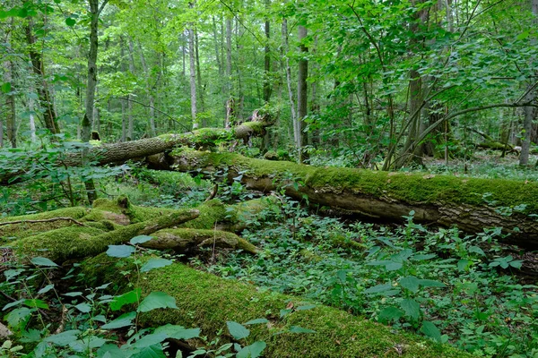 Broken old ash trees moss wrapped lying