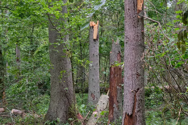 Letní vlhký les s rozbitými mrtvými smrky — Stock fotografie