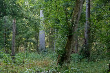 Yaz aylarında doğal yaprak döken orman