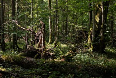 Yaz aylarında gölgeli yaprak döken ağaç standı