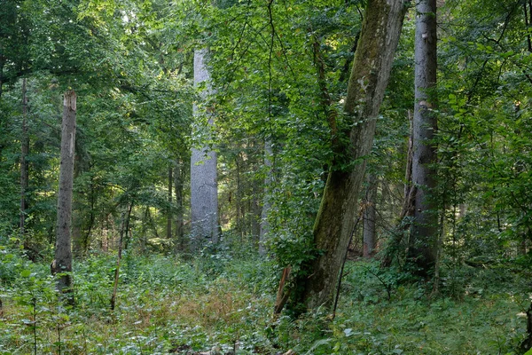Természetes lombhullató erdő — Stock Fotó