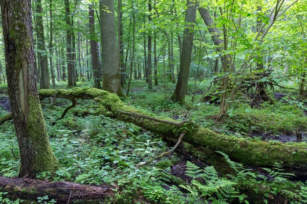 夏の木立の古い木のグループ — ストック写真