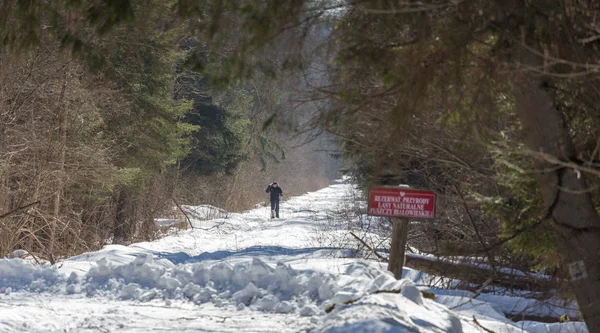 Einsamer Skifahrer mit Hund unterwegs Stockbild