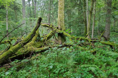 Meşe ağacı kırık dalları yalan