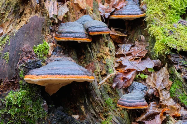 Sonbaharda polipore mantarları