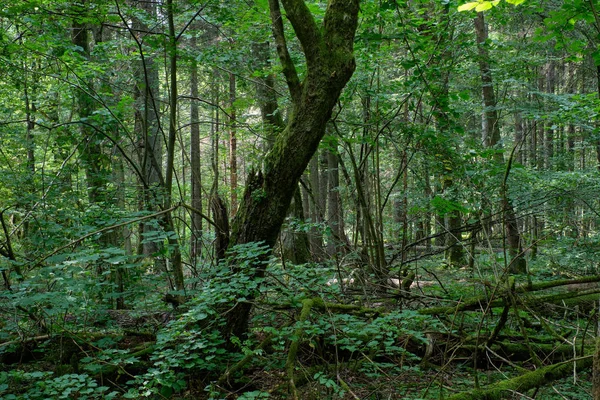 Σκιερό φυλλοβόλο δέντρο στέκεται με παλιό δέντρο κερατοδοκού — Φωτογραφία Αρχείου