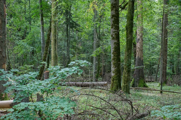 Letní přírodní opadavý Les — Stock fotografie