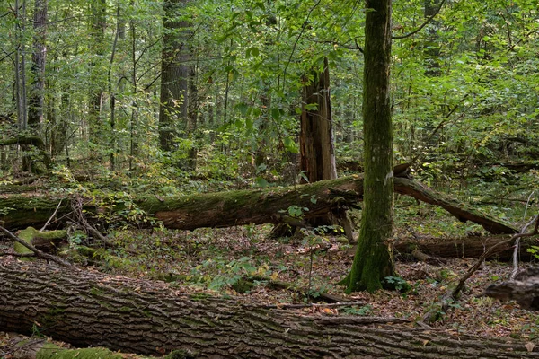 A föld felett fekvő tölgyfa törött — Stock Fotó