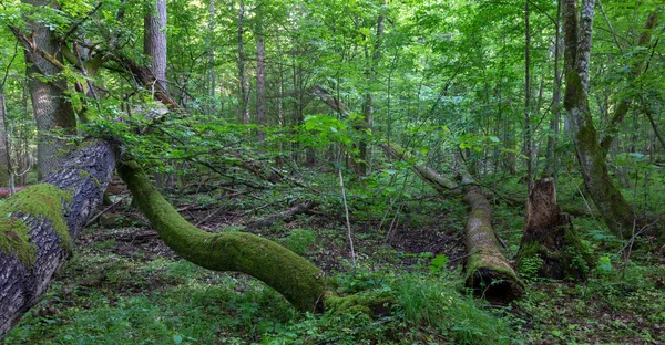 Oude eik gebroken liggen in voorjaar bos — Stockfoto