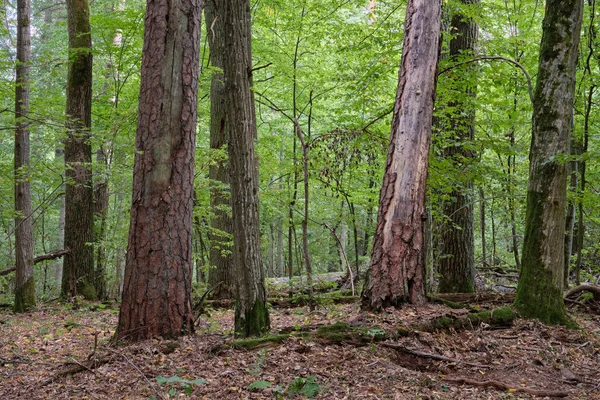 Smíšený les na podzim se starým dubem a borovým stromem — Stock fotografie