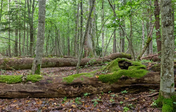 Broken old ash trees moss wrapped lying