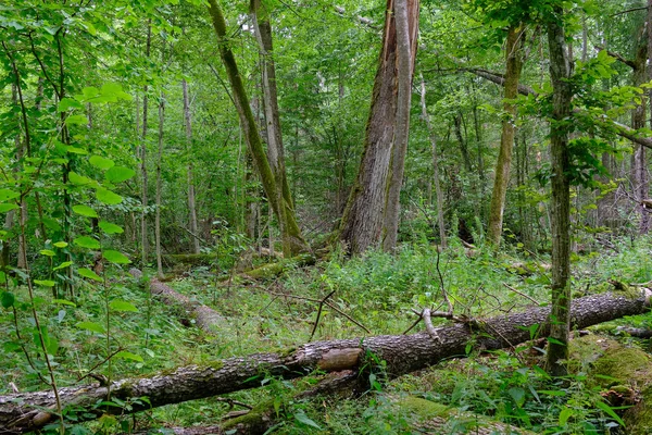 Vecchio albero di ontano rotto e vecchio tiglio — Foto Stock