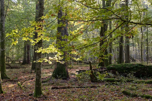 Vrolijke boom staan in de ochtend — Stockfoto