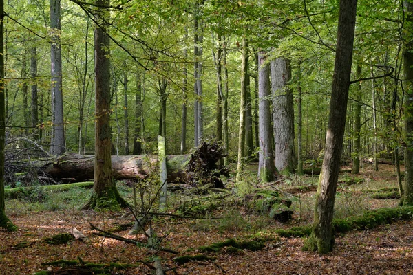 Umgestürzte Bäume im Herbst — Stockfoto
