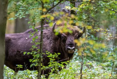 Avrupa bizonu (Bison bonasus) boğası