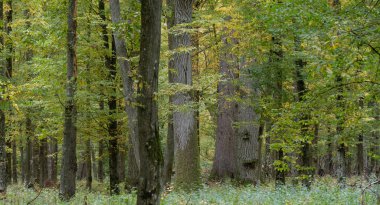 Sonbaharda eski meşe grupları