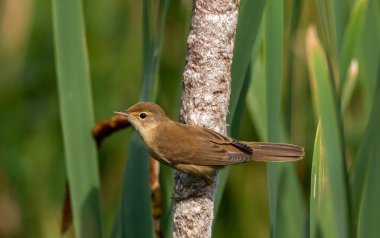 Avrasyalı Reed Warbler (Acrocephalus scirpaceus) kapat