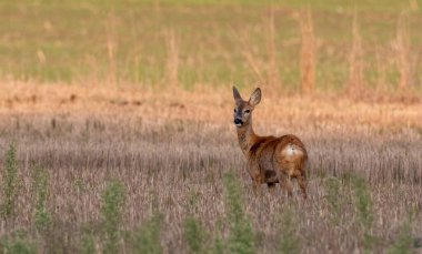 Roe Deer (Capreolus capreolus) dişi geriye bakıyor