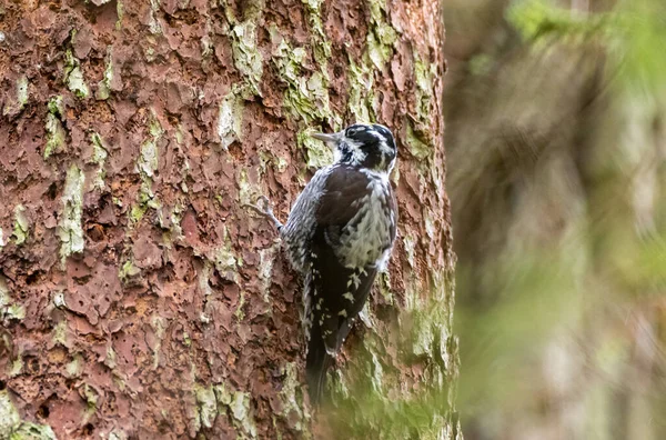 Avrasya Üç Parmaklı Ağaçkakan (Picoides tridactylus) yakın çekim — Stok fotoğraf