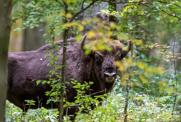 Toro europeo de bisonte (Bison bonasus) —  Fotos de Stock