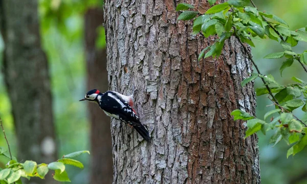 Great spotted woodpecker (Dendrocopos major) male — Stock Photo, Image